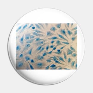 HeLa cells, light micrograph (C029/1404) Pin