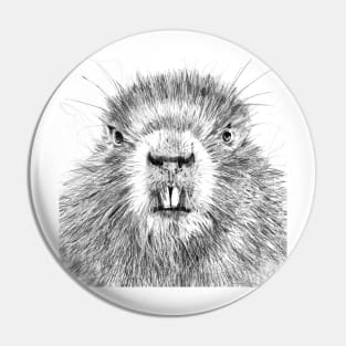 BEAVER pencil portrait .1 Pin