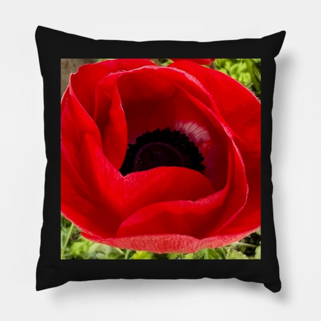 The Peaceful Red Christmas Poppy Pillow by Photomersion