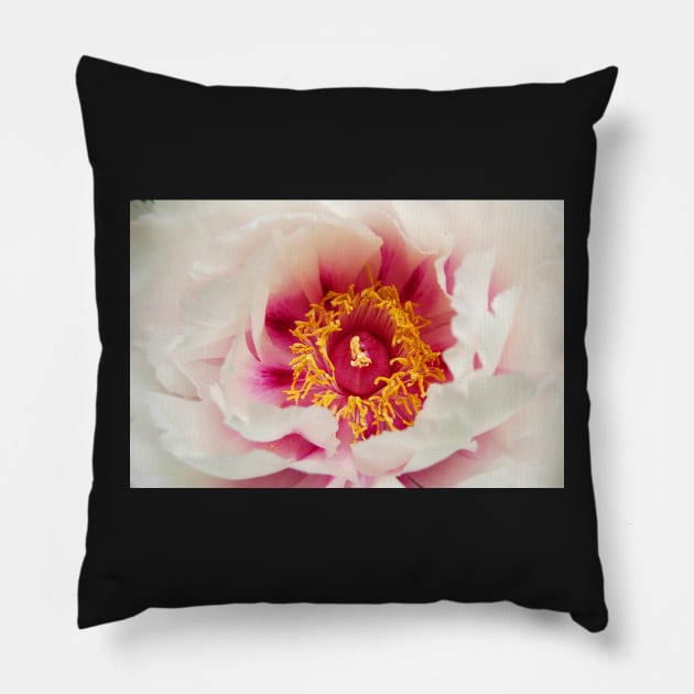 White Peony Pillow by WaterGardens