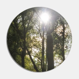 Summer sun through trees in a wood, Scotland Pin