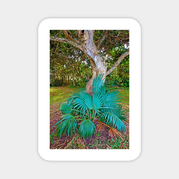 Curves and Fronds Magnet by bobmeyers
