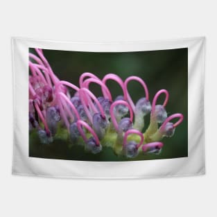 Grevillea macro Tapestry