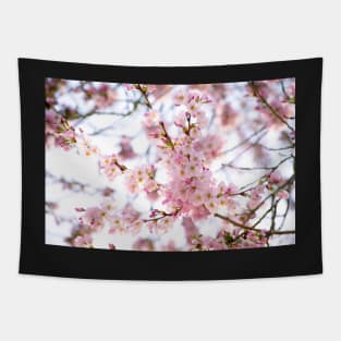 Sakura Blossoms Tapestry