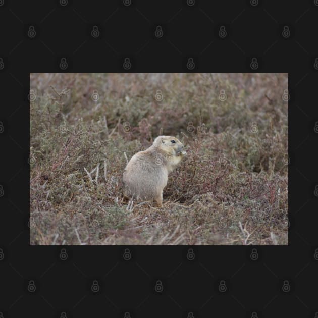 Prairie Dog by MarieDarcy