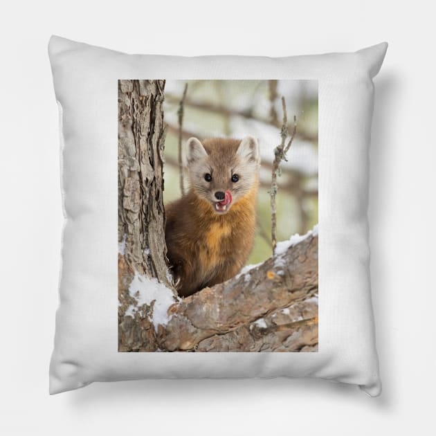 Pine Marten in Algonquin Park Pillow by Jim Cumming