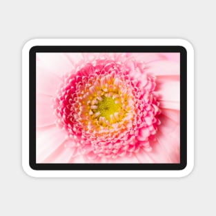 macro pink blossom Magnet