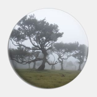 Ancient trees shrouded in fog Pin