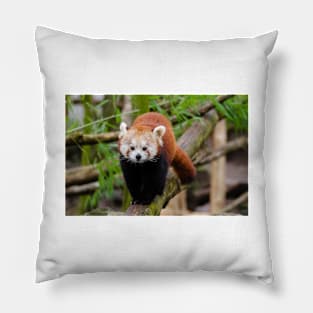 Red Panda Pillow