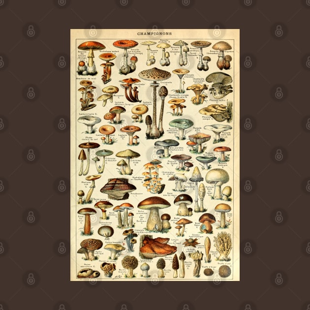 Champignons Mushrooms Vintage Botanical Illustration by darklordpug