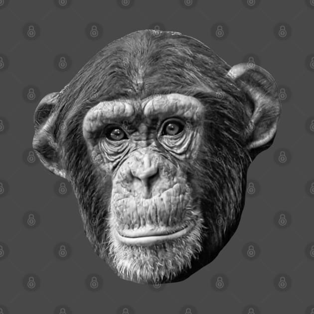 Chimpanzee by dalyndigaital2@gmail.com