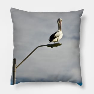 Pelican preening on a Streetlight! Pillow