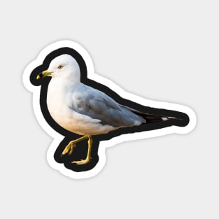 Seagull on Summer Beach Magnet