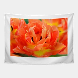 Tulipa  &#39;Monte Orange&#39;  Tulip Tapestry