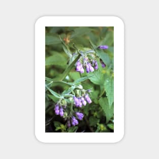 comfrey Magnet