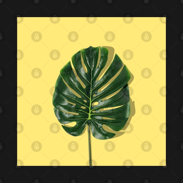 Photograph of a green leaf on a yellow background by keeplooping