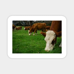 Cattle grazing in typical agricultural image in New Zealand. Magnet