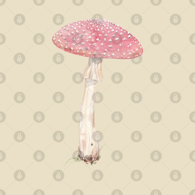 Amanita muacaria (fly Agaric mushroom) by JJacobs