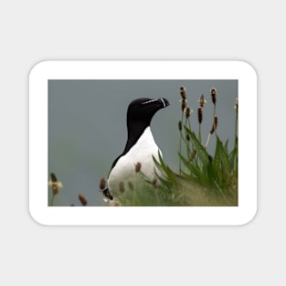 Razorbill on a cliff edge Magnet