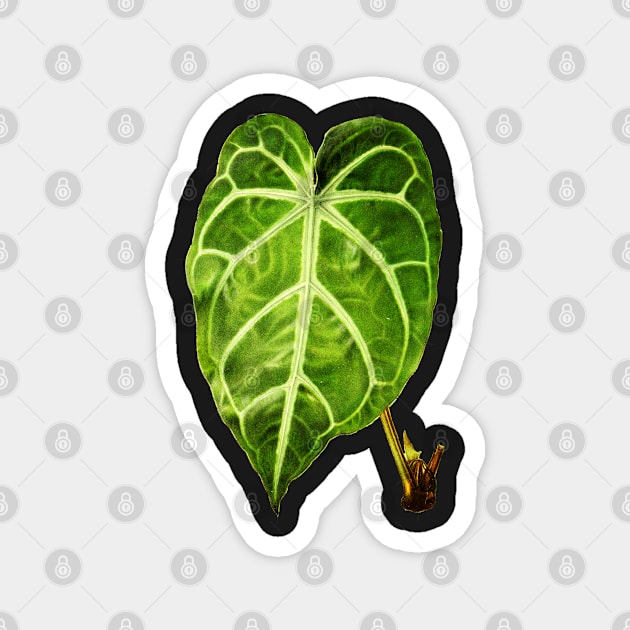 Anthurium Magnificum botanical illustration Magnet by chimakingthings