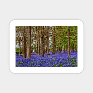 Bluebell Woods Greys Court Oxfordshire UK Magnet