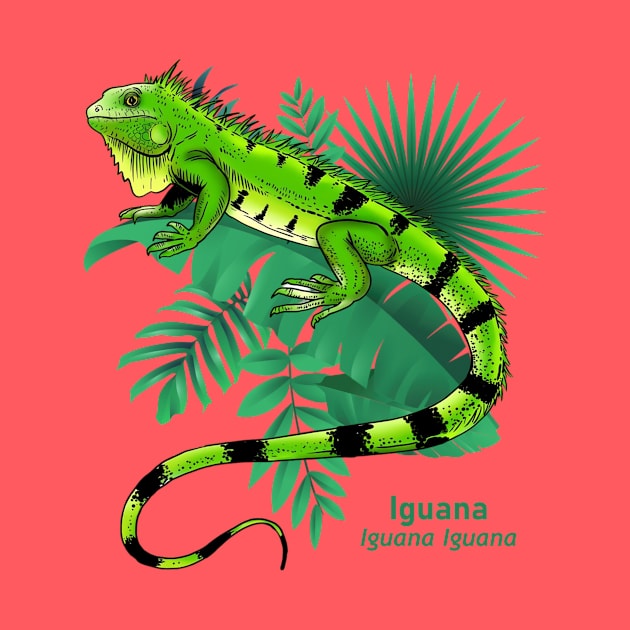 Iguana by PJcriativo