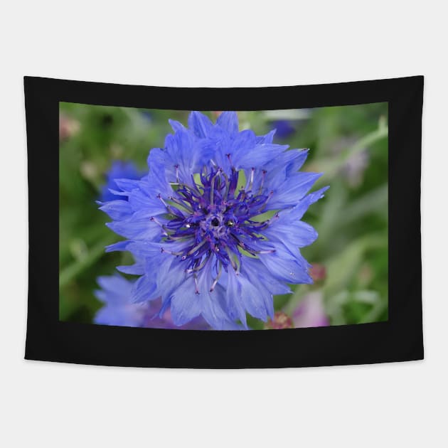 Cornflower Blue Tapestry by AH64D