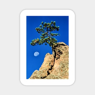 Moon Tree Magnet