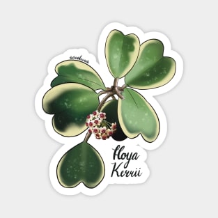 Hoya Kerrii in bloom Magnet