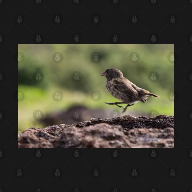 Galapagos Finch by Withns