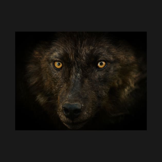 Wolf Eyes - Black Wolf by Highseller