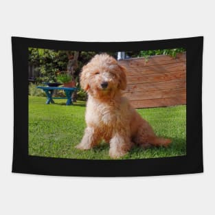 Cute Poodle Tapestry