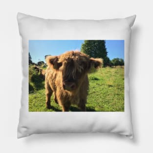 Scottish Highland Cattle Calf 1494 Pillow