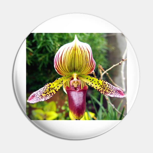 Purple and Yellow Orchid Pin by Scubagirlamy