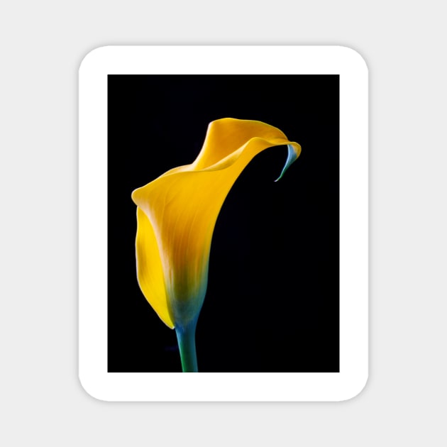 One Beautiful Yellow Calla Lily Magnet by photogarry