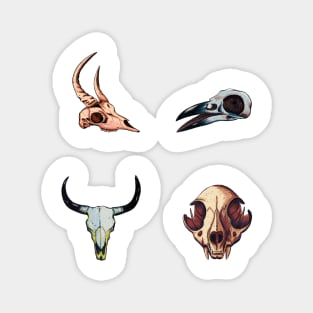 Animal Skulls Magnet