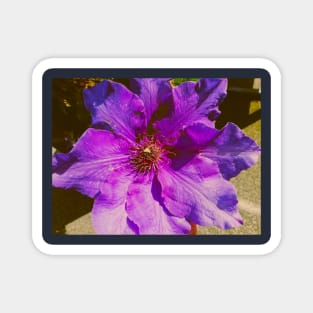 Beautiful Warm Blue and Purple Flower Summer Art Magnet