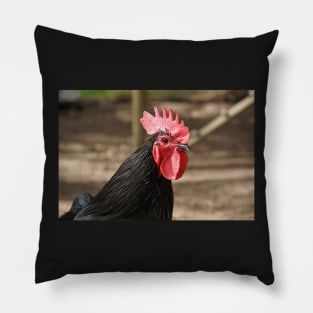 Rooster - Magpie Springs - Adelaide Hills - by South Australian artist Avril Thomas Pillow