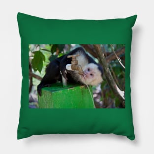 Costa Rica. Manuel Antonio NP.  White-faced capuchin monkey. Pillow