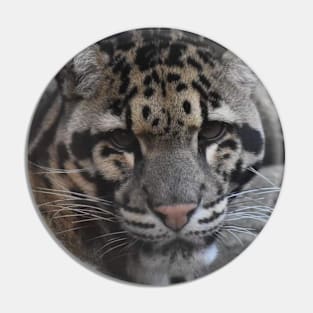 Clouded Leopard Pin