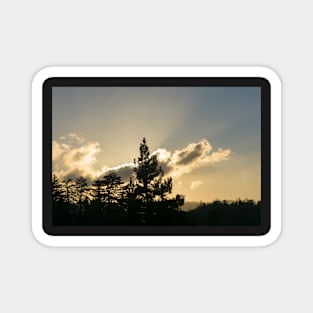 Backlit forest silhouette Magnet