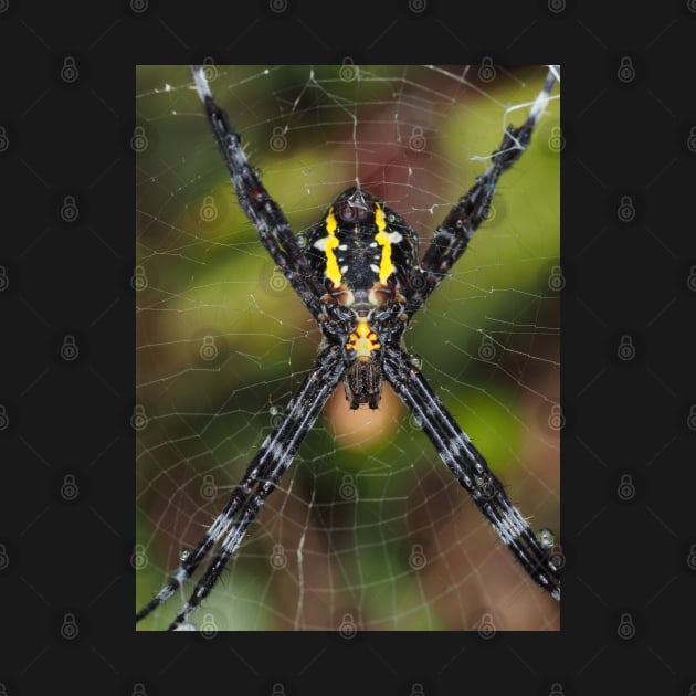 Female Hawaiian garden spider Argiope appensa by SDym Photography