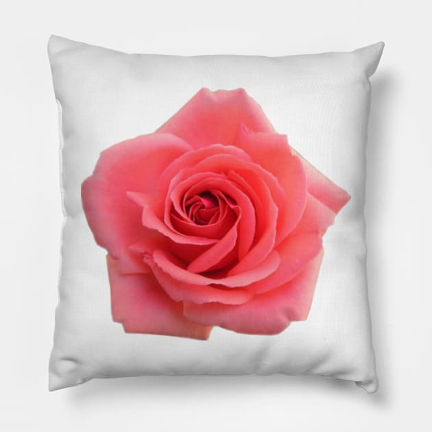 Pink Rose Pillow by ghjura