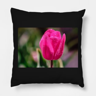 Pink tulip close-up Pillow