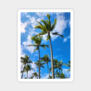 Palm Trees On Waikiki Beach Magnet