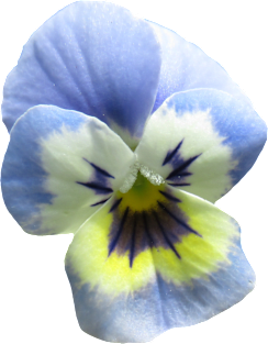 blue pansy flower, pansies, violets, bloom, viola Magnet