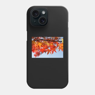 Maple (Acer ), red autumn leaves on a tree, Germany Phone Case