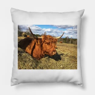 Scottish Highland Cattle Cow 2374 Pillow