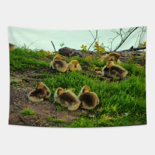 Multiple Young Canada Goose Goslings Resting In The Grass Tapestry