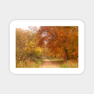 Forest Walk in Autumn Magnet